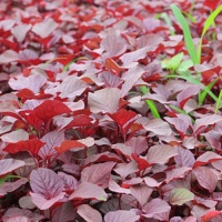 Rau dền đỏ sạch, an toàn